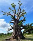 Baobab Pulver