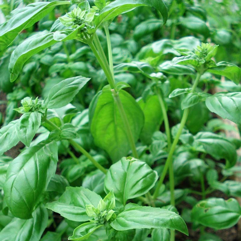 Bio Basil