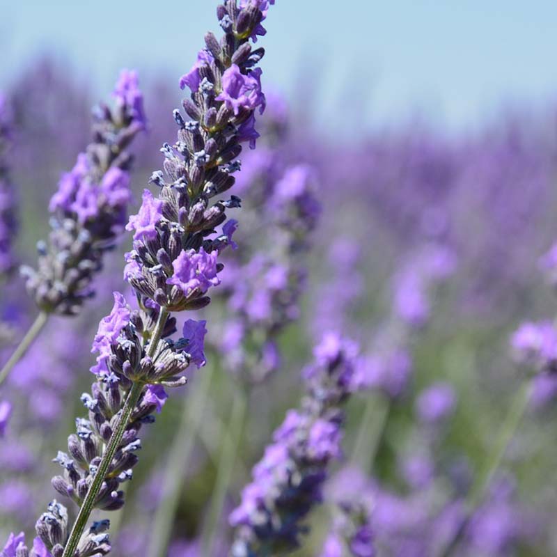 Bio Herbes de Provence