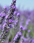 Bio Herbes de Provence