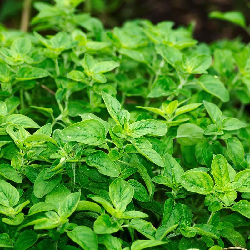 Bio Oregano