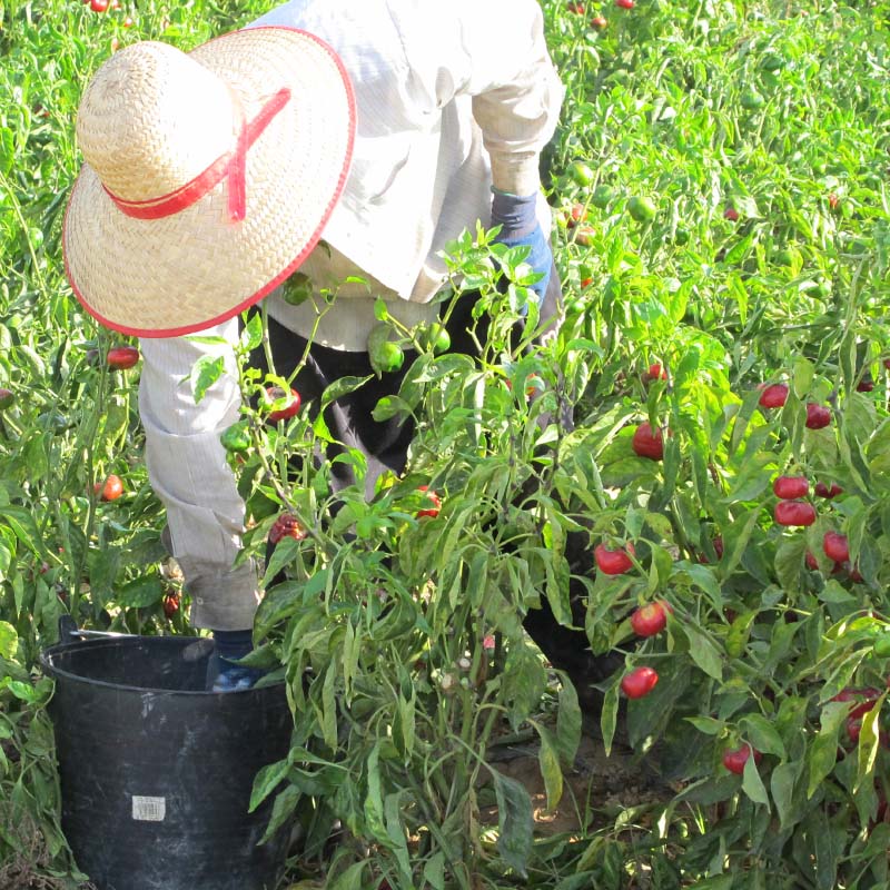 Bio Paprika Mild