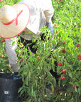 Bio Paprika Mild