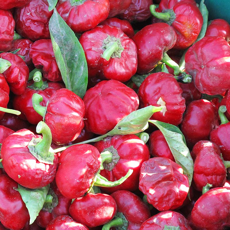 Bio Paprika Smoked