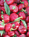Bio Paprika Mild